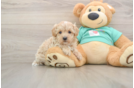 Smart Maltipoo Poodle Mix Pup
