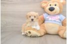 Maltipoo Pup Being Cute
