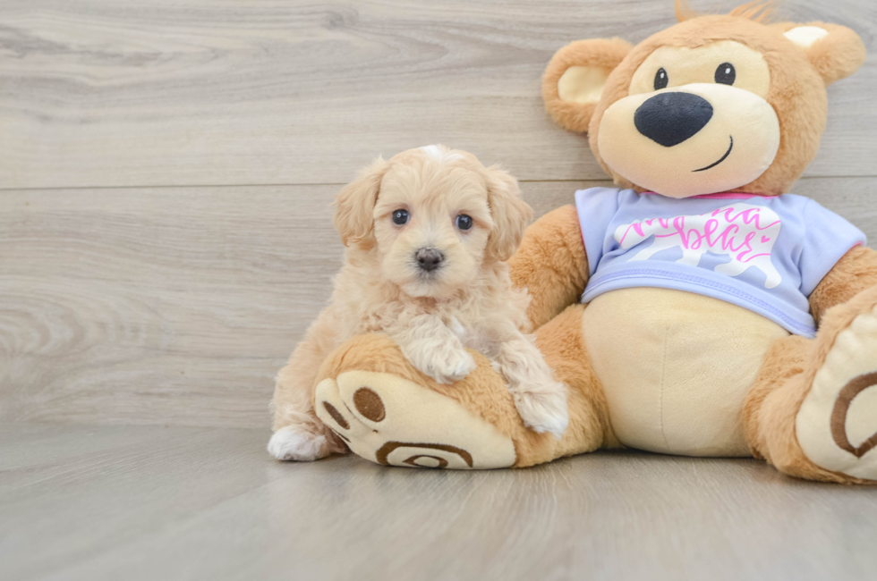 7 week old Maltipoo Puppy For Sale - Fairfield Furbabies