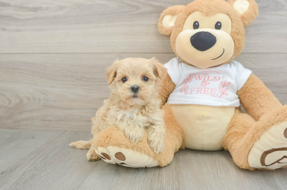 6 week old Maltipoo Puppy For Sale - Fairfield Furbabies