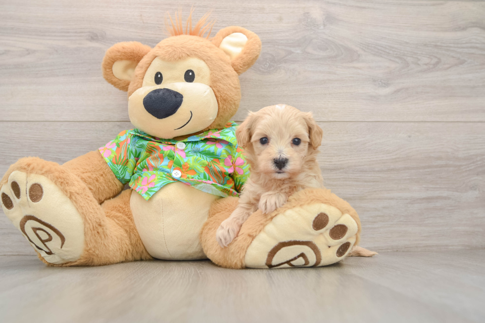 Energetic Malt Oodle Poodle Mix Puppy