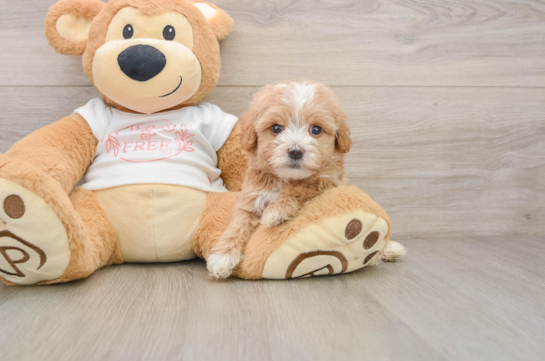 TUCSON, a Maltipoo littermate
