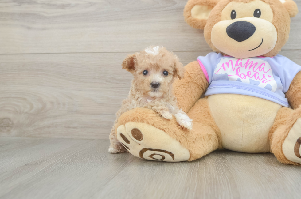 8 week old Maltipoo Puppy For Sale - Fairfield Furbabies