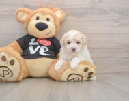 7 week old Maltipoo Puppy For Sale - Fairfield Furbabies