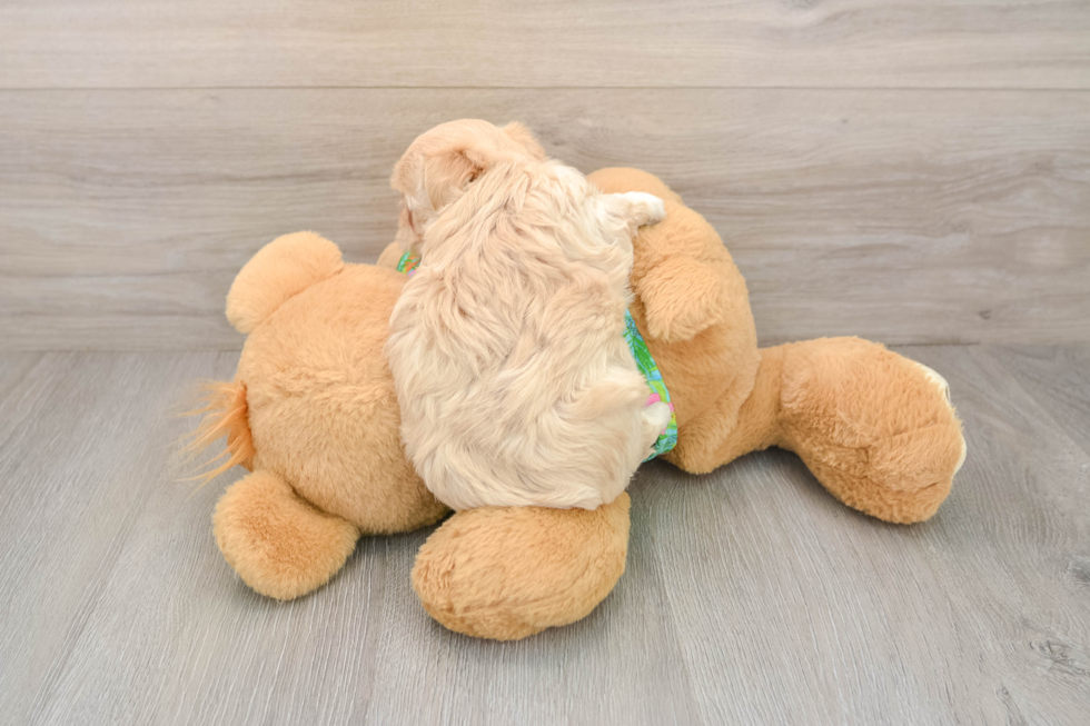 Popular Maltipoo Poodle Mix Pup