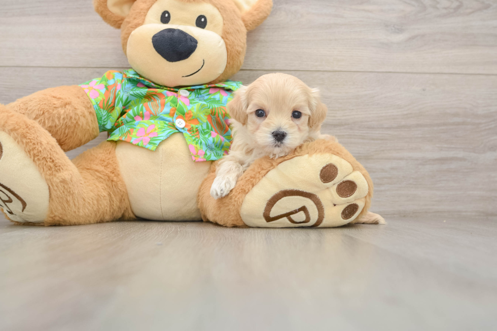 Friendly Maltipoo Baby