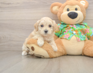 8 week old Maltipoo Puppy For Sale - Fairfield Furbabies