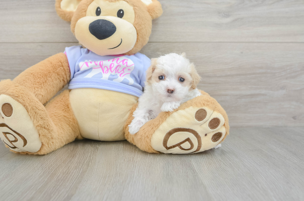 5 week old Maltipoo Puppy For Sale - Fairfield Furbabies