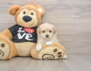 7 week old Maltipoo Puppy For Sale - Fairfield Furbabies