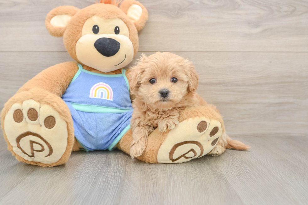 Small Maltipoo Baby