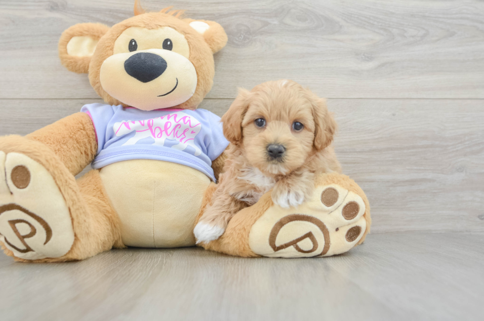 5 week old Maltipoo Puppy For Sale - Fairfield Furbabies