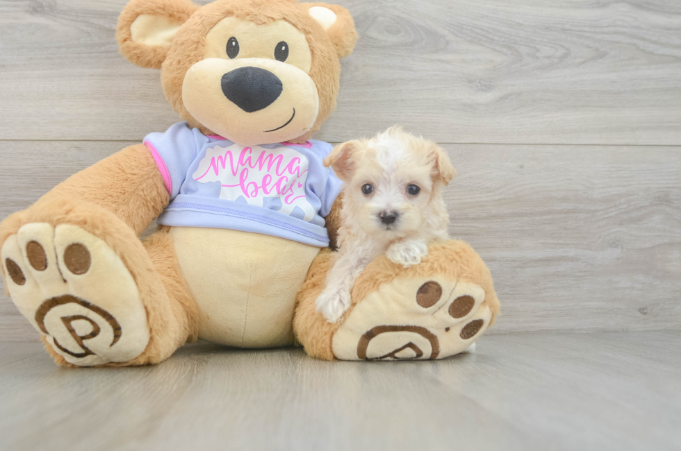 8 week old Maltipoo Puppy For Sale - Fairfield Furbabies