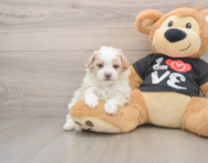 7 week old Maltipoo Puppy For Sale - Fairfield Furbabies