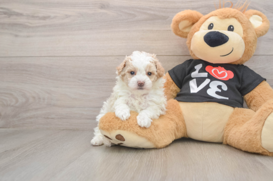 Maltipoo Puppy for Adoption