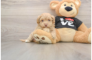 Funny Maltipoo Poodle Mix Pup