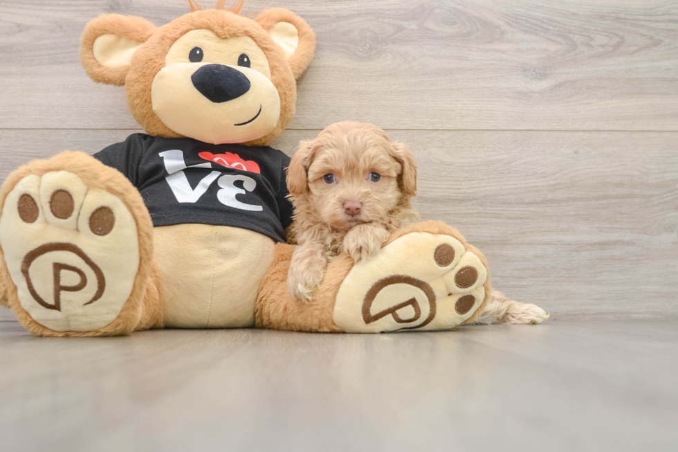Popular Maltipoo Poodle Mix Pup