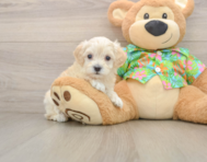 8 week old Maltipoo Puppy For Sale - Fairfield Furbabies