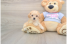 Adorable Moodle Poodle Mix Puppy
