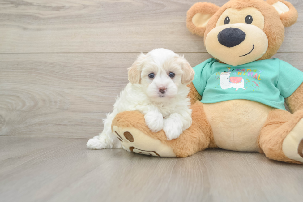 Sweet Maltipoo Baby