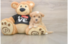 Maltipoo Pup Being Cute