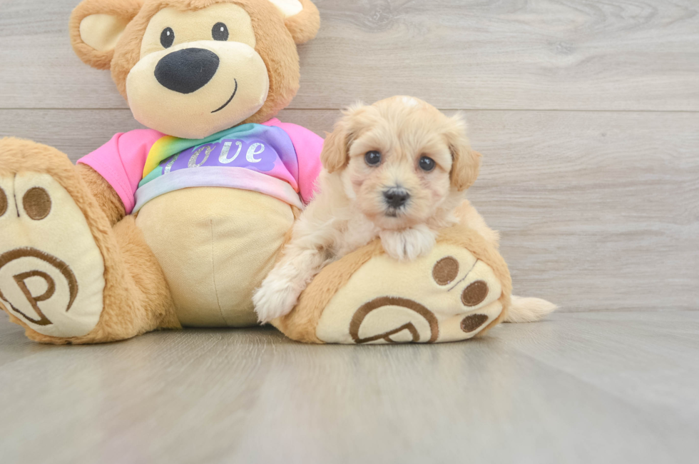 6 week old Maltipoo Puppy For Sale - Fairfield Furbabies