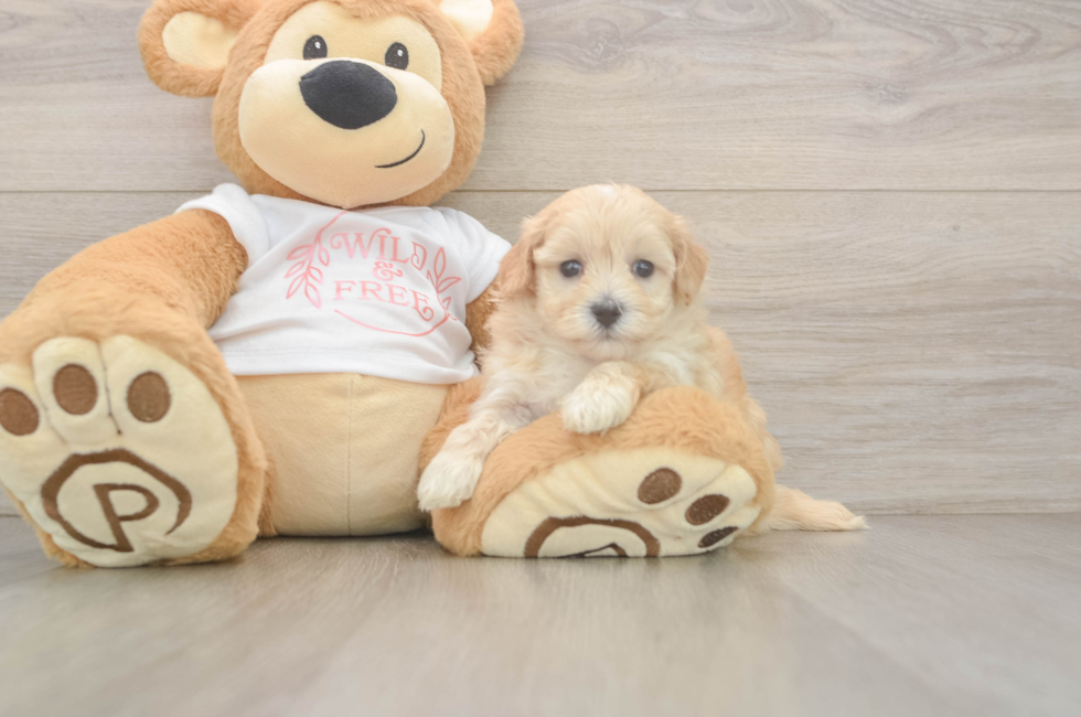 5 week old Maltipoo Puppy For Sale - Fairfield Furbabies