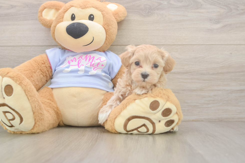9 week old Maltipoo Puppy For Sale - Fairfield Furbabies