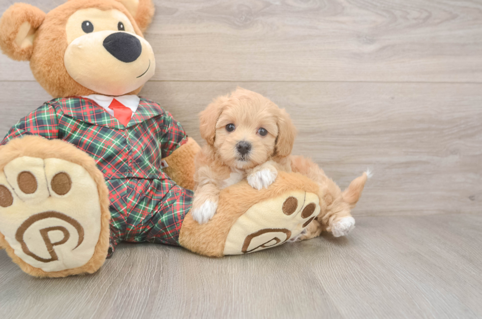 6 week old Maltipoo Puppy For Sale - Fairfield Furbabies