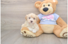 Best Maltipoo Baby