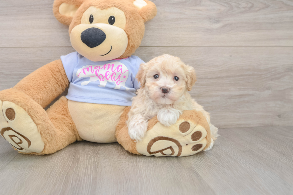 Maltipoo Pup Being Cute