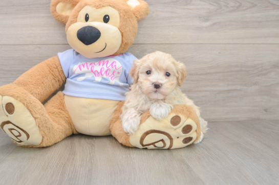Maltipoo Pup Being Cute