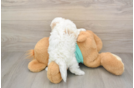 Adorable Maltese Poodle Poodle Mix Puppy