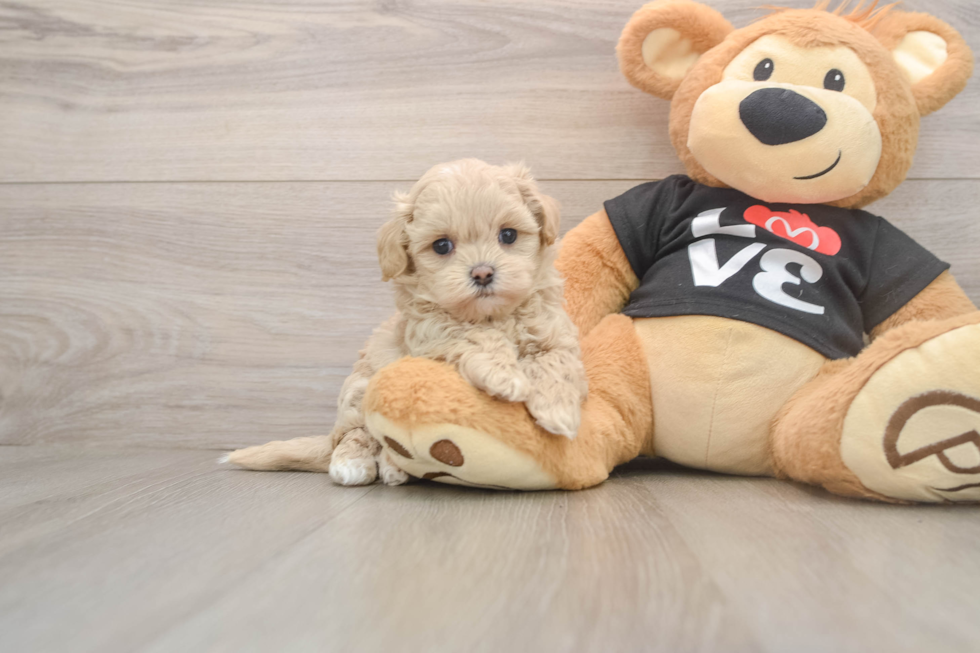 Funny Maltipoo Poodle Mix Pup