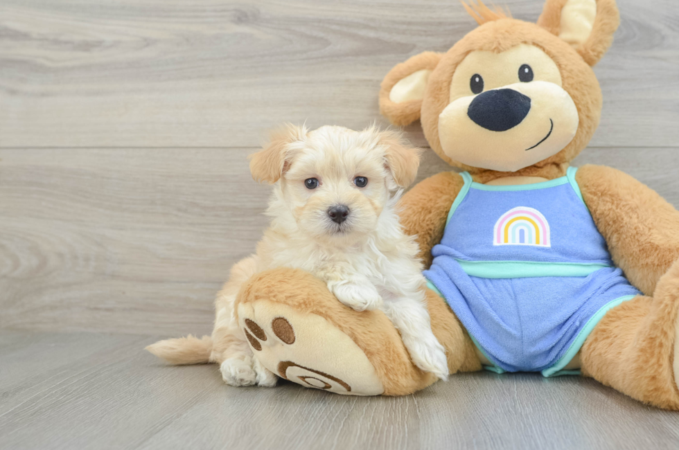 7 week old Maltipoo Puppy For Sale - Fairfield Furbabies