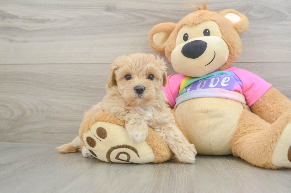6 week old Maltipoo Puppy For Sale - Fairfield Furbabies