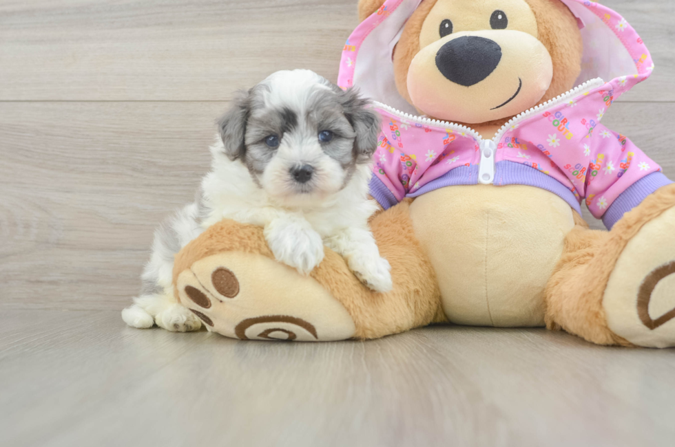 8 week old Maltipoo Puppy For Sale - Fairfield Furbabies