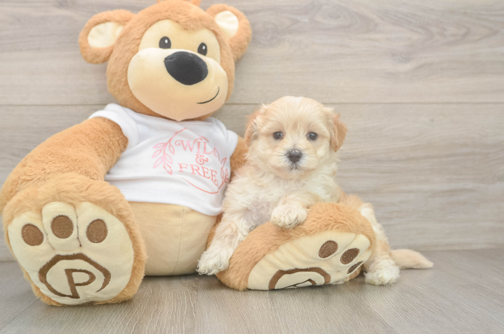 5 week old Maltipoo Puppy For Sale - Fairfield Furbabies