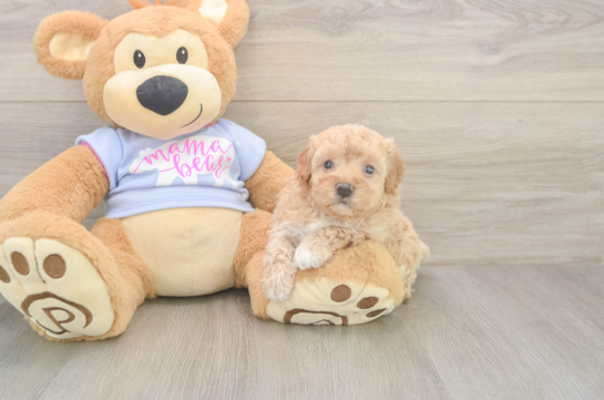 6 week old Maltipoo Puppy For Sale - Fairfield Furbabies Maltipoo Puppy for Adoption