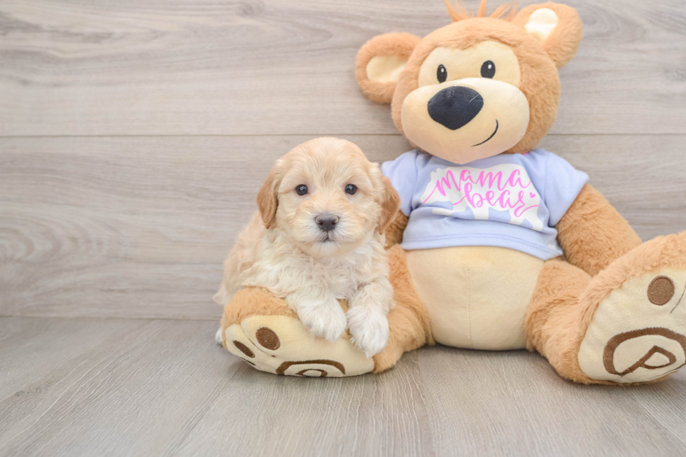 Maltipoo Puppy for Adoption