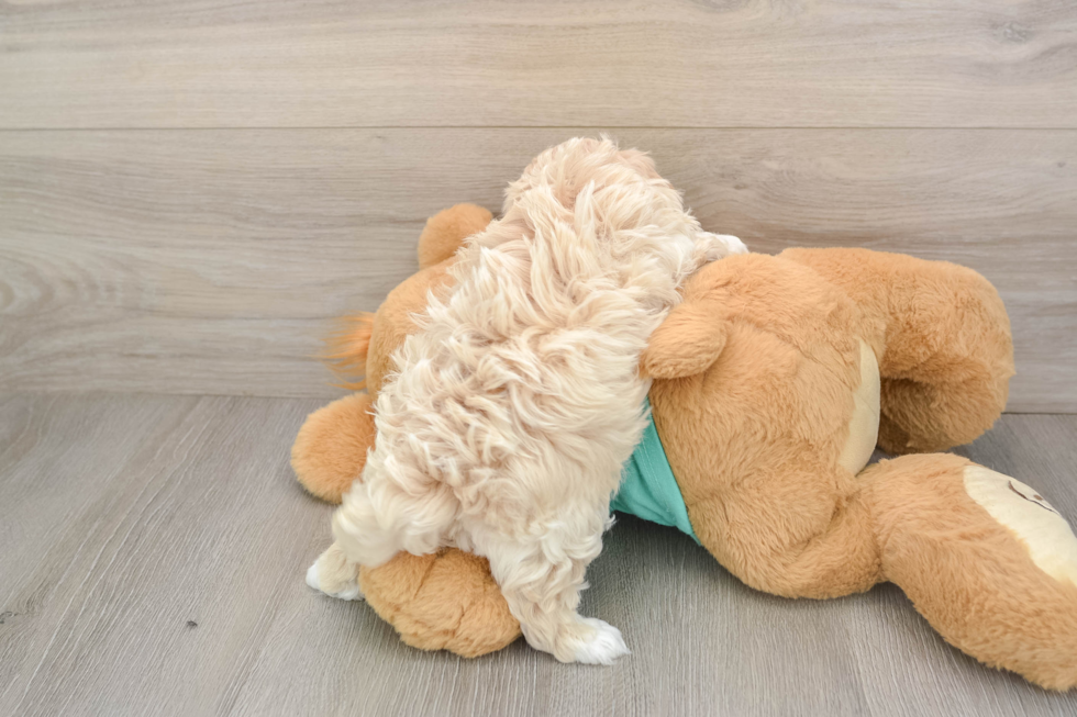 Maltipoo Puppy for Adoption