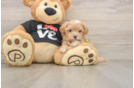 Maltipoo Puppy for Adoption
