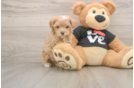 Energetic Maltese Poodle Poodle Mix Puppy