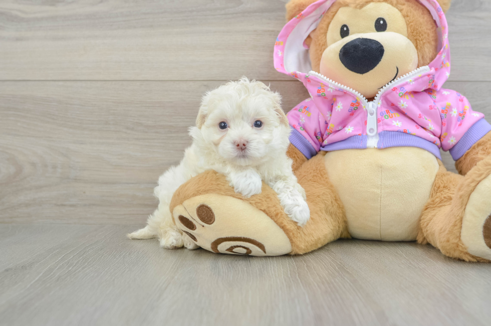 5 week old Maltipoo Puppy For Sale - Fairfield Furbabies
