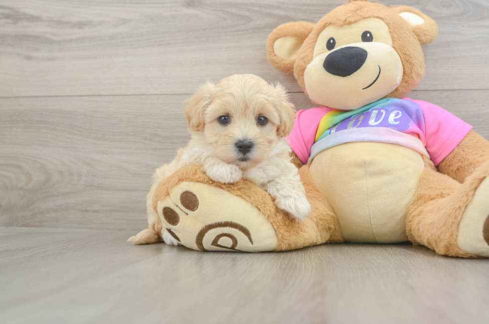 6 week old Maltipoo Puppy For Sale - Fairfield Furbabies