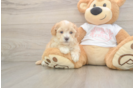 Maltipoo Pup Being Cute