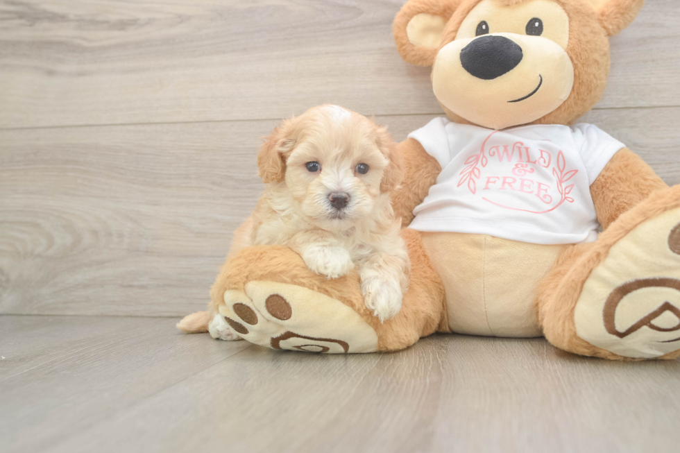 Maltipoo Pup Being Cute