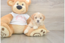 Maltipoo Puppy for Adoption