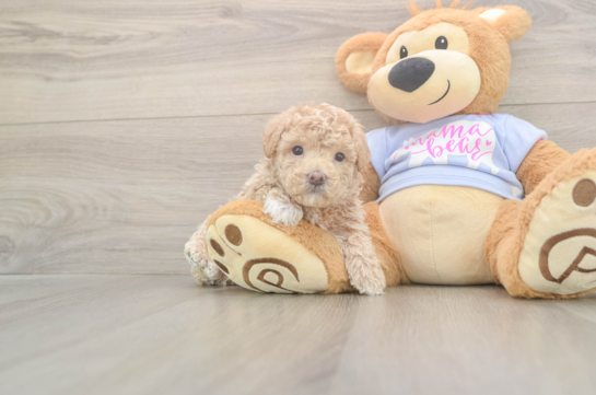 6 week old Maltipoo Puppy For Sale - Fairfield Furbabies Maltipoo Pup Being Cute
