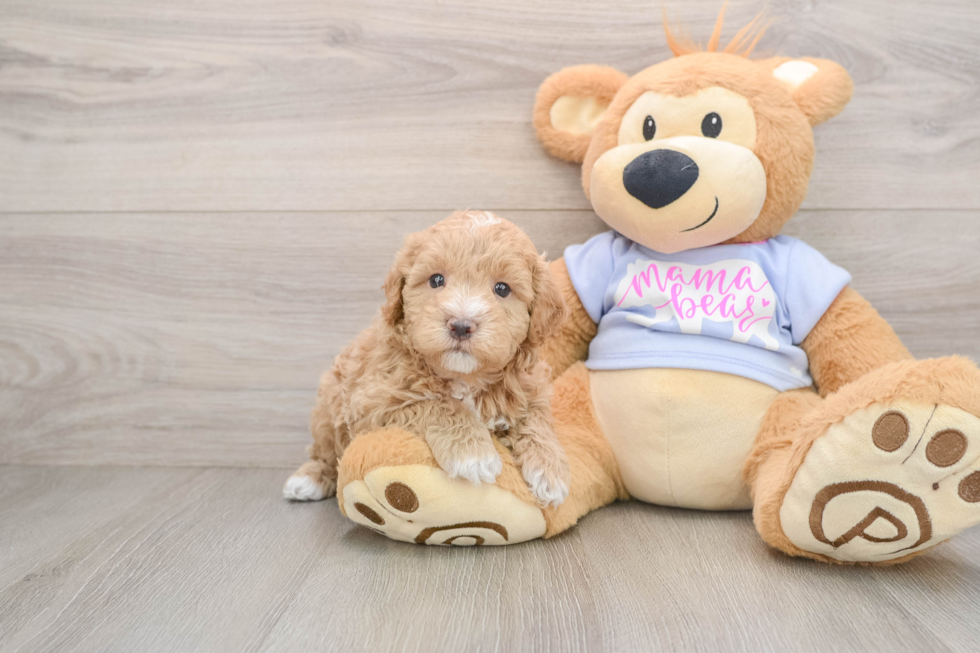 Popular Maltipoo Poodle Mix Pup