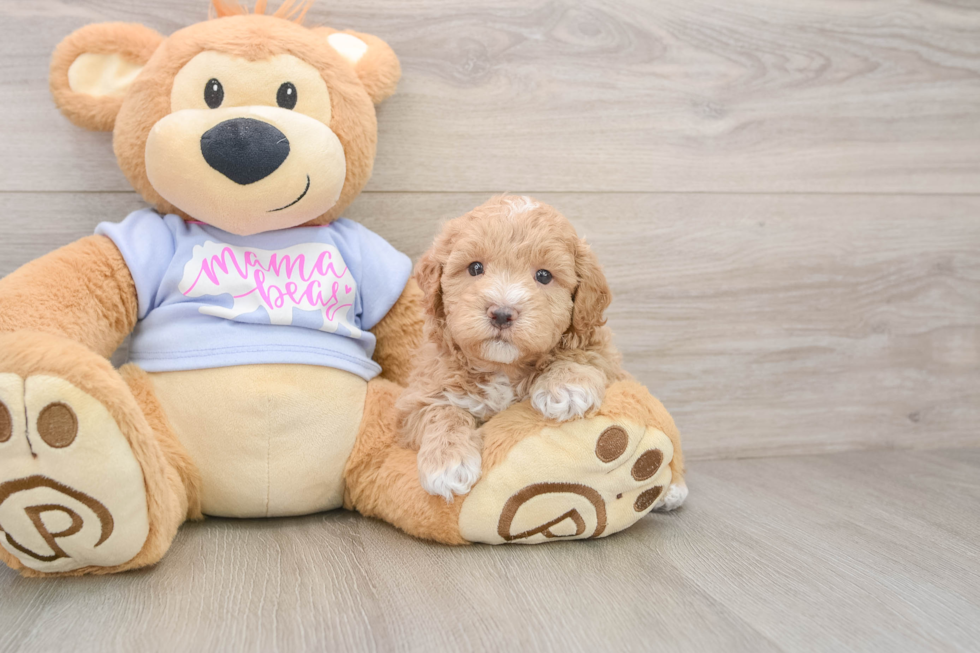 Smart Maltipoo Poodle Mix Pup